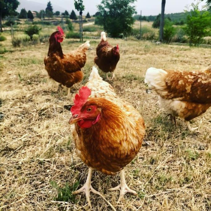 El Telar Arte Y Naturaleza Prádena Zewnętrze zdjęcie